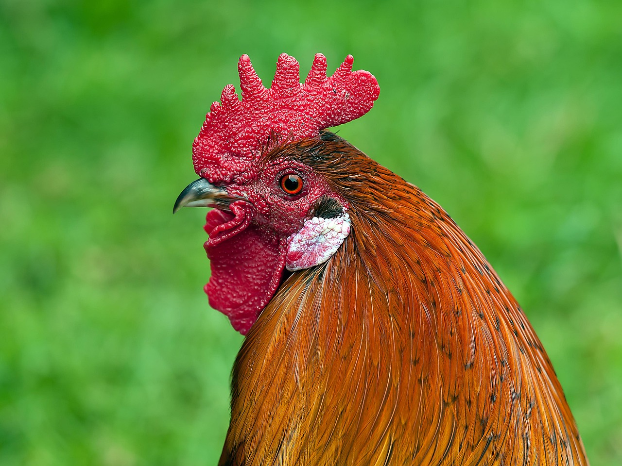 rooster, animal, bird, chicken, nature, cockerel, fowl, male fowl, chicken comb, poultry, portrait